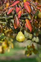 Pyrus communis 'Santa Claus' - Santa Claus pear - fruit hanging on the tree with
colourful leaves