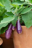 Solanum melongena 'Fairy Tale' - aubergine or eggplant - fruits forming on plant grown in clay pot
