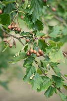 Sorbus torminalis - wild service tree - berries hanging off tree