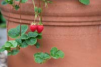 Fragaria x ananassa 'Skyline' - strawberry plants in a terracotta pot
