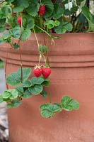 Fragaria x ananassa 'Skyline' - strawberry plants - growing and fruiting in a terracotta pot
