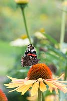 Vanessa atalanta - red admiral butterfly -  feeding on an Echinacea 'Big Kahuna'
 -  coneflower 
