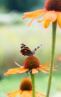 Vanessa atalanta - red admiral butterfly -  feeding on an Echinacea 'Tiki Torch'
- coneflower 