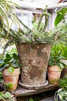 Old pot showing aged patina on sides, displayed alongside other clay pots of houseplants
