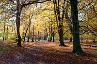 Deciduous woodland of Fagus sylvatica - beech trees - showing leaf colours and forest floor with path
 through
