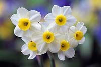 Narcissus 'Minnow' - daffodil 
