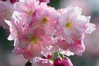 Prunus 'Beni-yutaka' - Matsumae cherry  - blossom