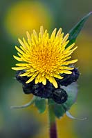 Sonchus oleraceus - smooth sowthistle, wildflower related to dandelions
