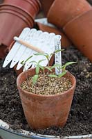 Solanum lycopersicum 'Geo 12' - tomato - seedlings in a terracotta pot with plant labels