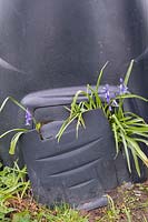 Hyacinthoides non-scripta bluebells -  growing out from a composting bin