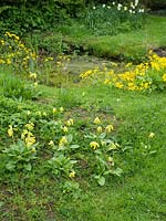 Wildflower area or wetland meadow near small pond, plants include Primula veris - cowslips, Caltha palustris - march marigolds

