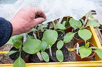 Covering a propagator with bubblewrap prior to a frost warning to protect aubergine - eggplant - seedlings