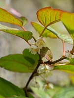 Actinidia kolomikta - tri-colour vine  - flowers under foliage