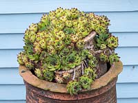 Sempervivum - houseleeks - growing in a reclaimed clay chimney pot