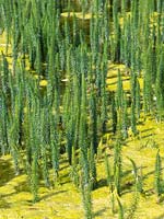 Equisetum fluviatile - water or swamp horsetail