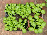 Sweet Basil, young plants ready for planting.