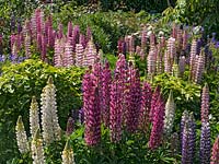 Lupinus in country garden.