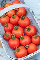 Tomatoes - Solanum lycopersicum 'Mountain Magic'