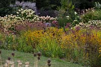 Rudbeckia triloba and other seed heads
