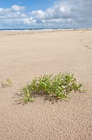Cakile maritima - European searocket -  growing on the beach and dunes
