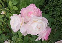 Rosa 'Andre Brichet' - rose
