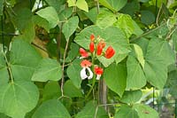 Phaseolus coccineus - Runner bean 'Painted Lady'