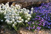 Rockery or gravel garden with Aubrieta 'Kitte Blue' and Iberis sempervirens
 'Snowflake' - candytuft