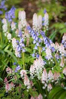 Tiarella 'Spring Symphony' - Foam flower and  Hyacinthoides hispanica - Spanish bluebells