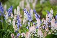 Tiarella 'Spring Symphony' - Foam flower and  Hyacinthoides hispanica - Spanish bluebells