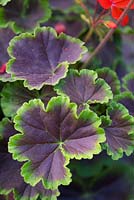 Pelargonium 'Brocade Fire Night' - pot or bedding geranium