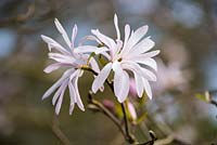 Magnolia stellata 'Jane Platt' - Star magnolia.
