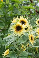 Helianthus annuus 'Lemon eclair' Sunflower