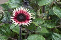 Helianthus annuus  'Ms Mars' Sunflower