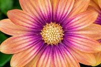 Osteospermum serenity 'Blushing beauty' African daisy 