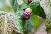 Rubis Idaeus 'Malling Passion' Raspberry Primeberry