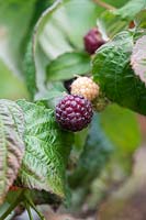 Rubis Idaeus  'Malling Passion'Raspberry Primeberry