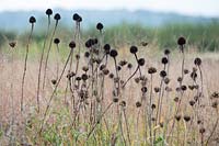 Echinacea seedheads in a prairie-style planting of ornamental grasses