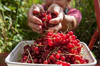 Harvesting Ribes - redcurrants 