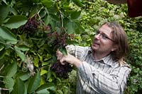Man gathers Sambucus - elderberry - berries
