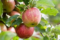 Malus domestica 'Jupiter' - apple - fruits on tree