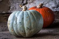 Pumpkins: 'Jarrahdale', with slate-grey skin, in the background is 'Cinderella'
