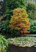 View across lake and waterlilies to Taxodium distichum - swamp cypress - changing colour

