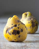 Cydonia - quince - pair of fruits with blemished skin on a rustic wooden table
