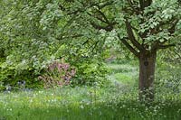 Woodland garden walk with labelled trees such as Sorbus aria 'Lutescens' and areas of long grass with wild flowers
in shade