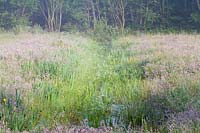 View along a drainage ditch showing emergent and marginal aquatic wild plants growing nearby