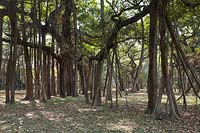 Giant specimen of Ficus benghalensis - Indian Banyan tree
