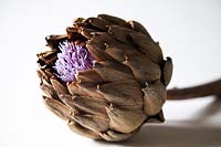 Cynara cardunculus var. scolymus - globe artichoke flower
