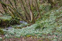 Sloping woodland floor with a drift of Galanthus nivalis -  snowdrops
