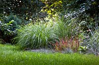 View of border with ornamental grasses