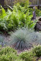 Blue grass and fern growing together in mixed border. 